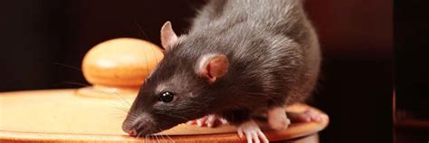 rat catchers poole|Pest Removal Expert .